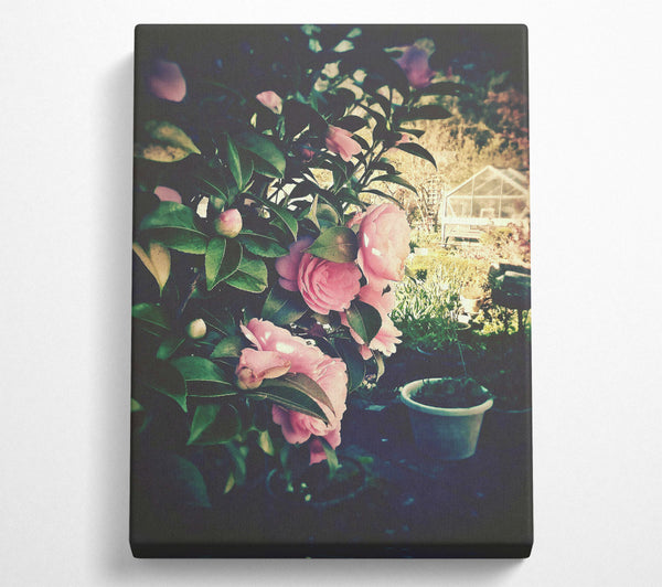 A Canvas Print of Pink Blooms In The Shade Canvas Print
