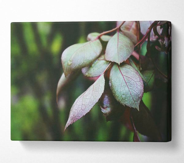  A Canvas Print of Emerald Veined Leaves Canvas Wall Art