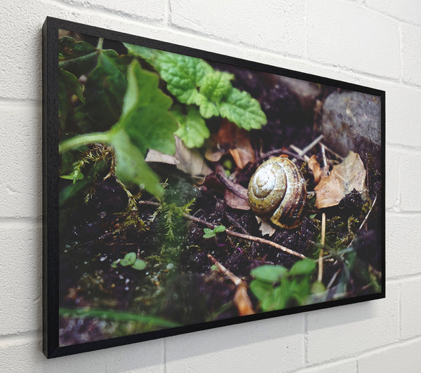 Green Shell Retreat