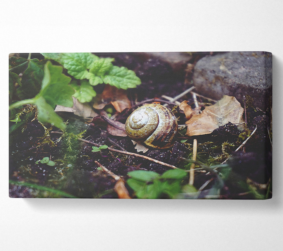  A Canvas Print of Green Shell Retreat Canvas Art