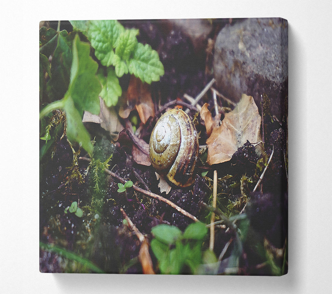  A Canvas Print of Green Shell Retreat Canvas Art
