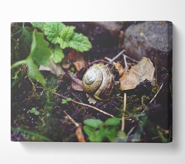  A Canvas Print of Green Shell Retreat Canvas Art