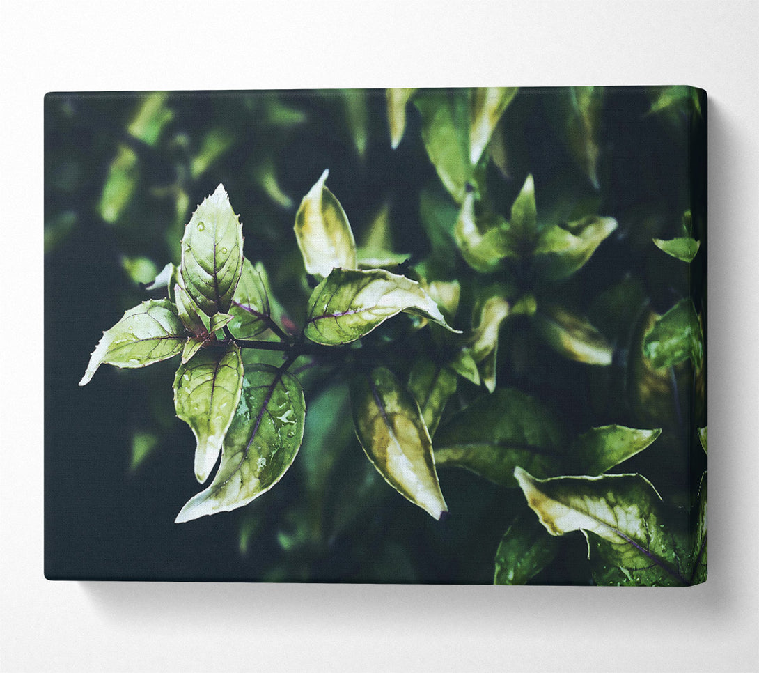  A Canvas Print of Emerald Green Leaves Canvas Print