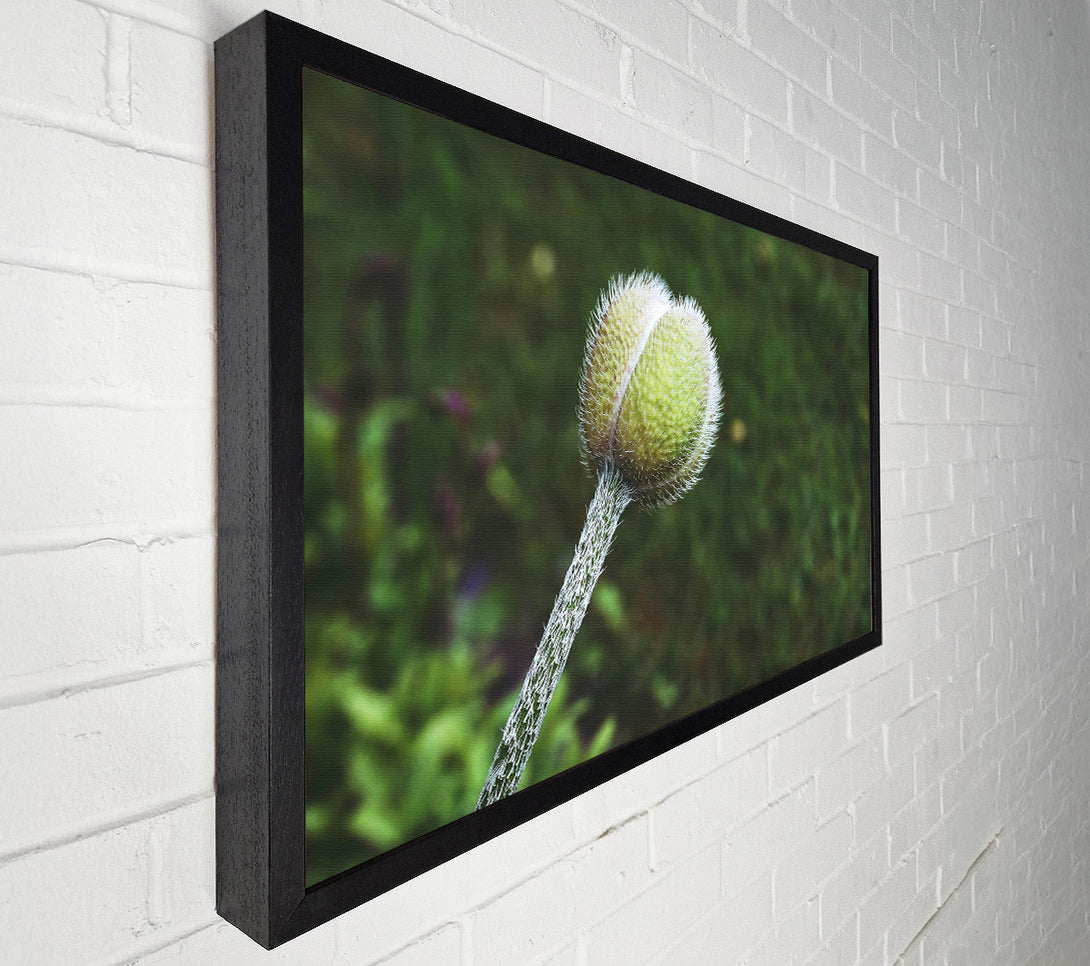  A Canvas Print of Green Velvet Bud Canvas Art
