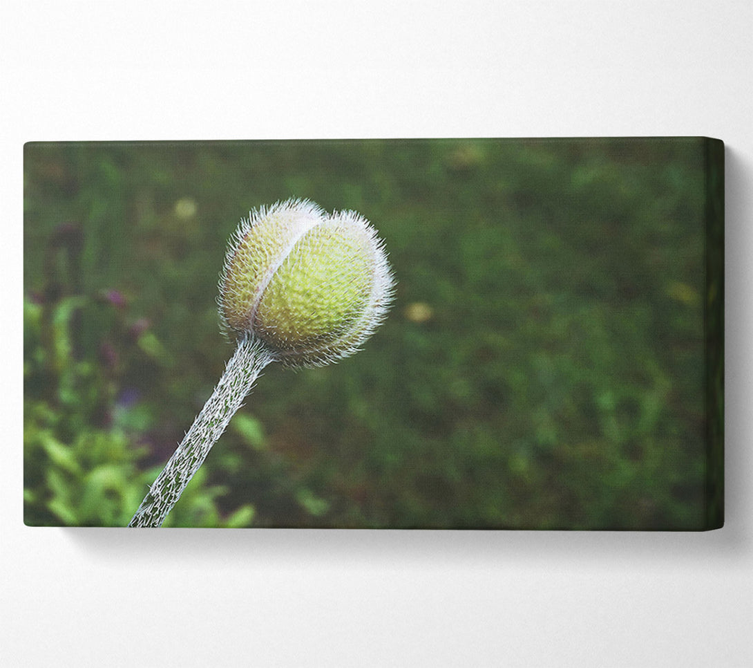  A Canvas Print of Green Velvet Bud Canvas Art