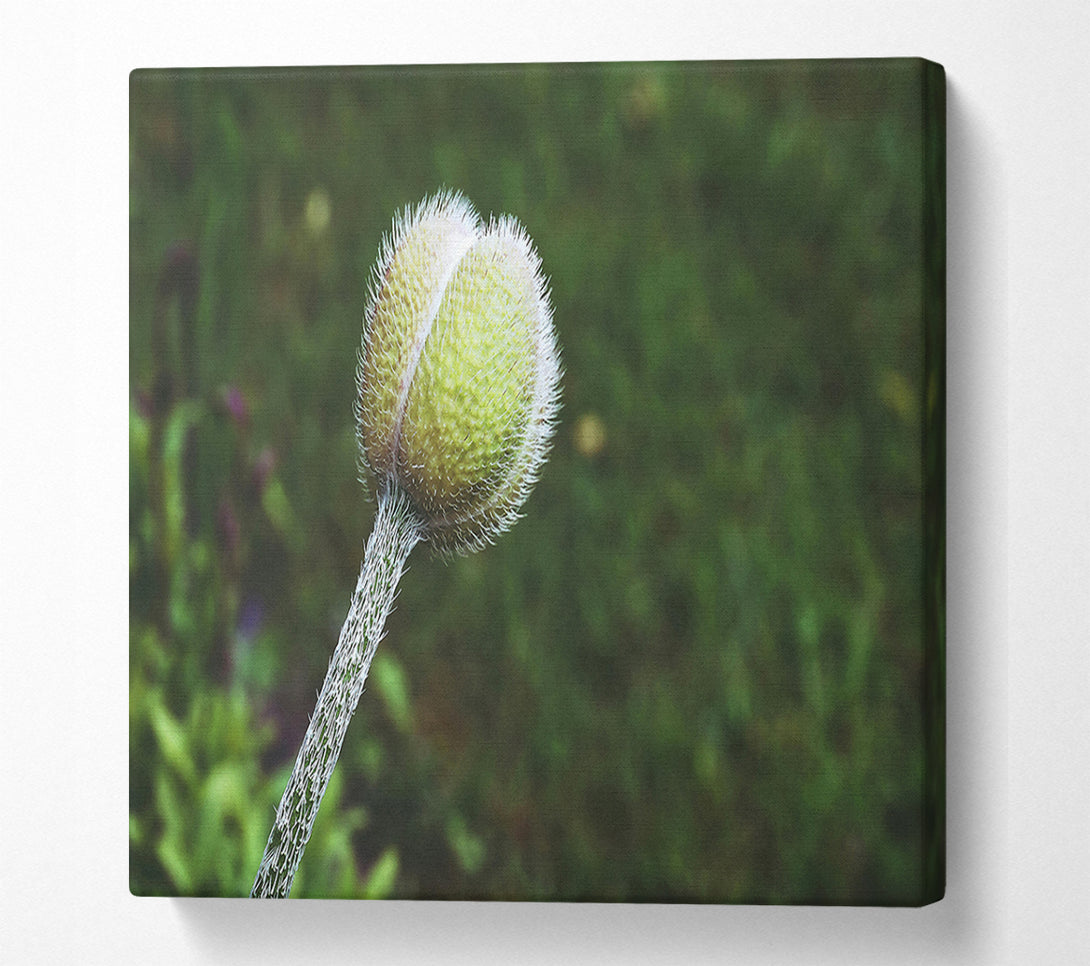  A Canvas Print of Green Velvet Bud Canvas Art