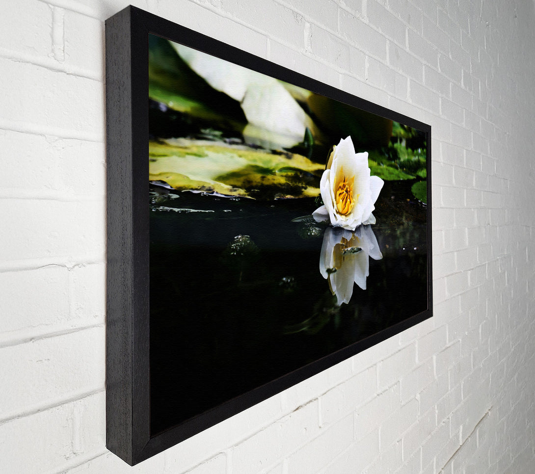  A Canvas Print of White Lily Reflection Canvas Print