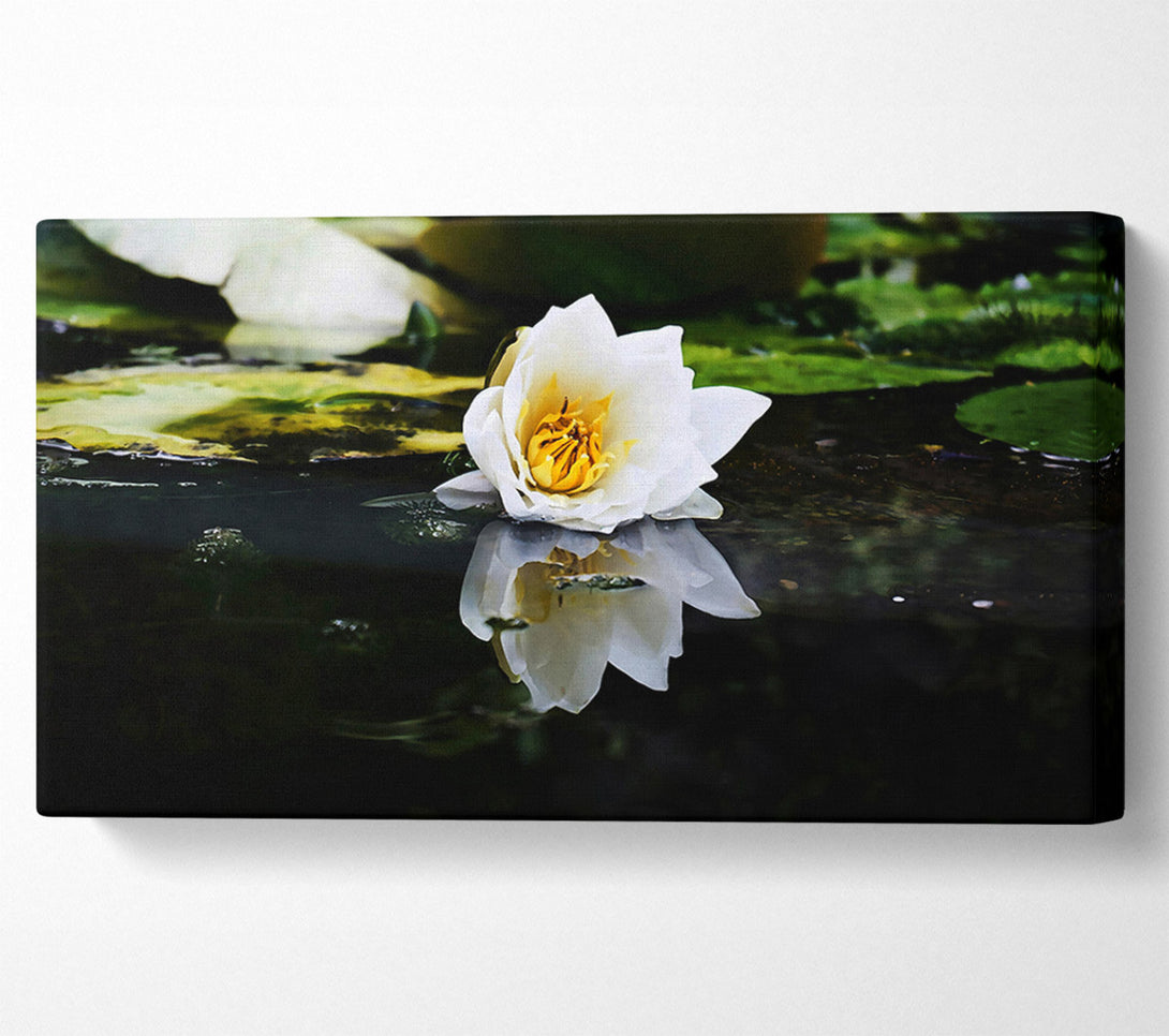  A Canvas Print of White Lily Reflection Canvas Print