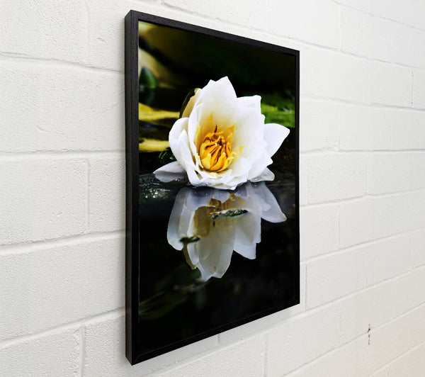 White Water Lily Reflection
