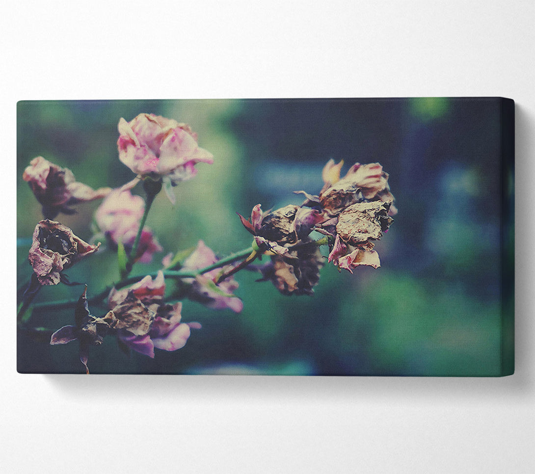  A Canvas Print of Faded Pink Roses Canvas Wall Art