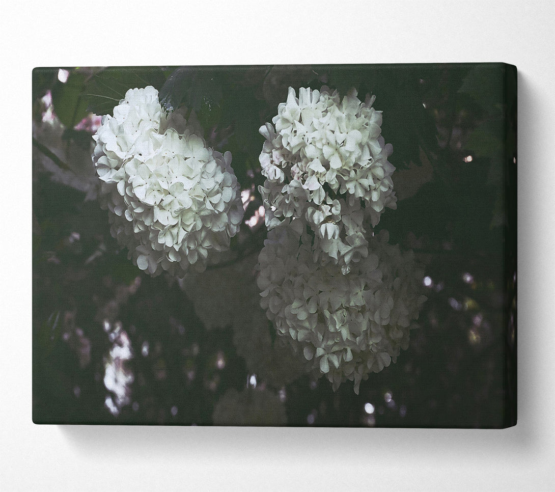  A Canvas Print of White Blooms In Darkness Canvas Art