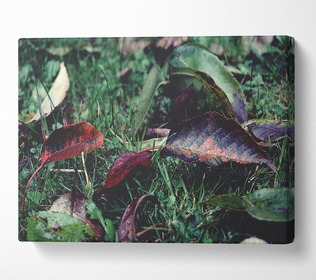  A Canvas Print of Crimson Fallen Leaves Canvas Wall Art