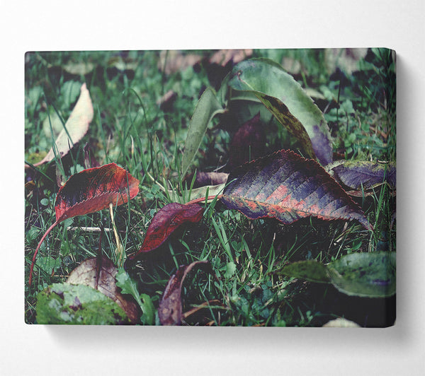  A Canvas Print of Crimson Fallen Leaves Canvas Wall Art
