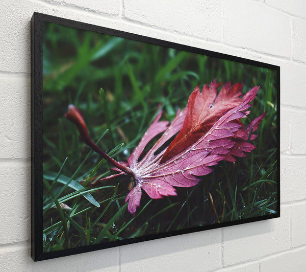 Crimson Leaf In Green