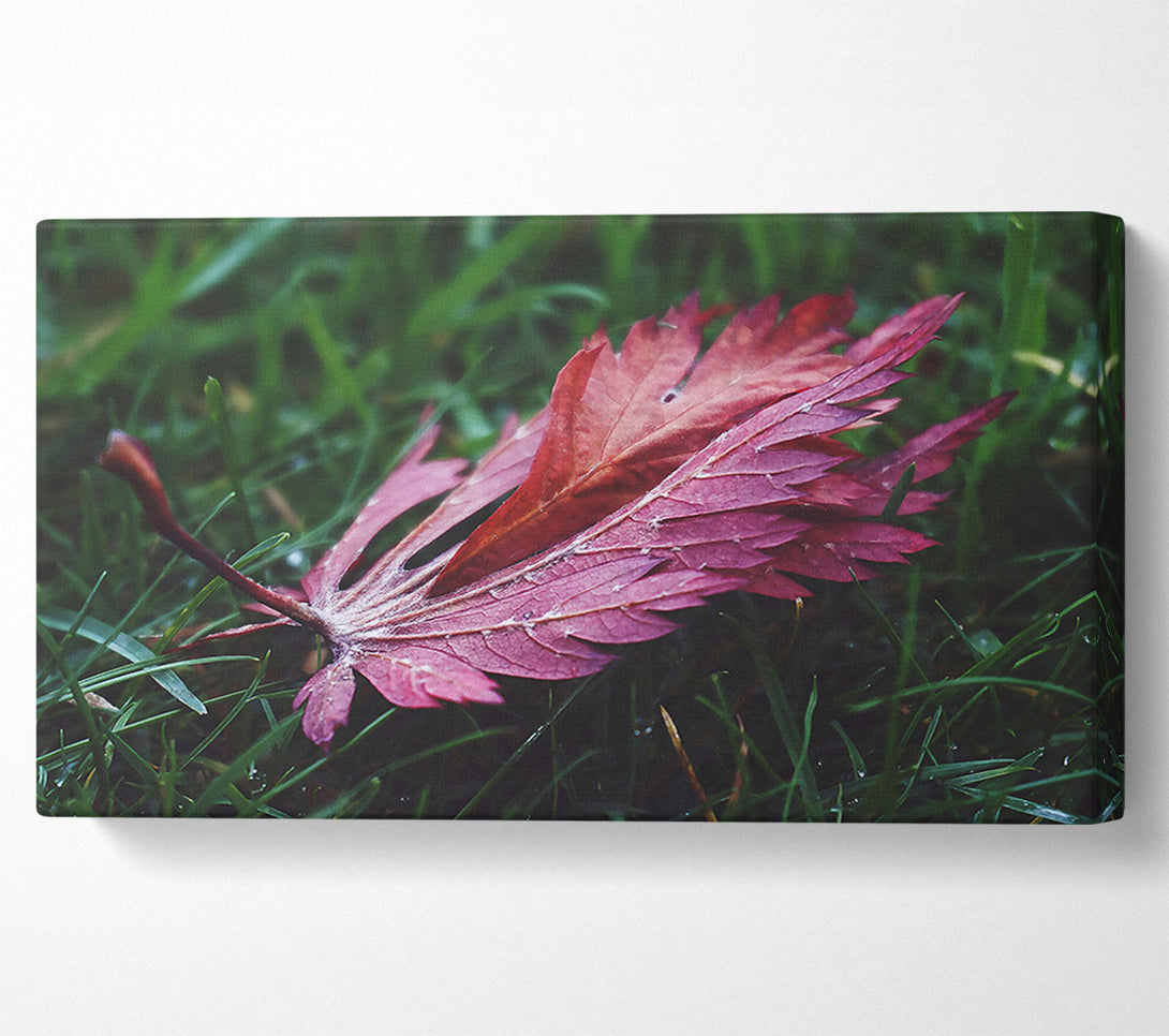  A Canvas Print of Crimson Leaf In Green Canvas Print
