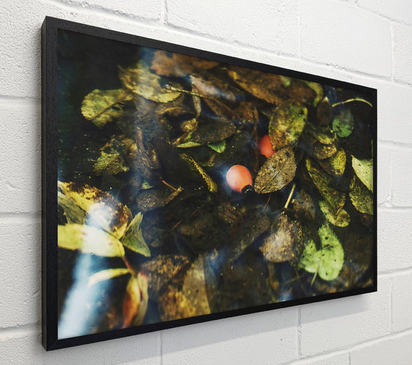 Orange Leaf Reflections