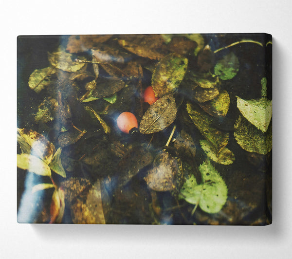  A Canvas Print of Orange Leaf Reflections Canvas Print
