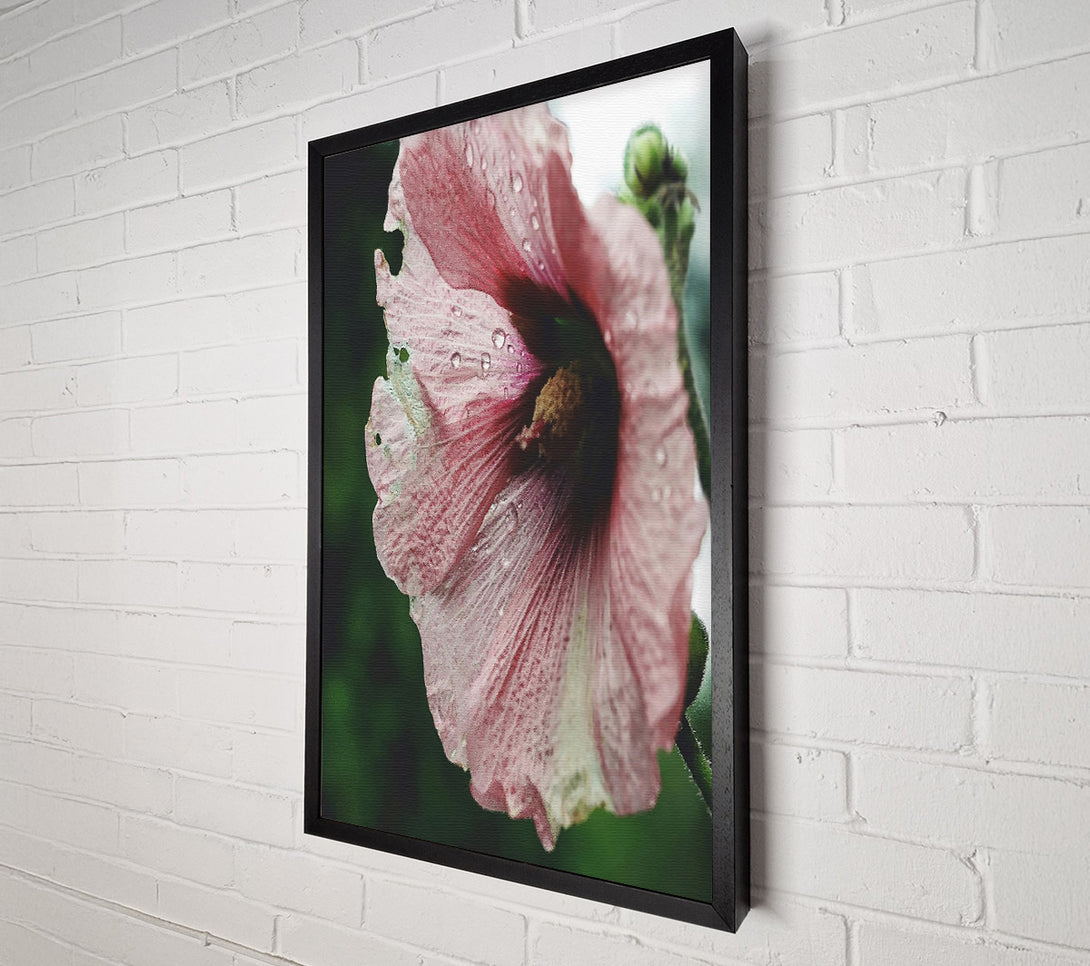  A Canvas Print of Dusty Rose Bloom Canvas Print