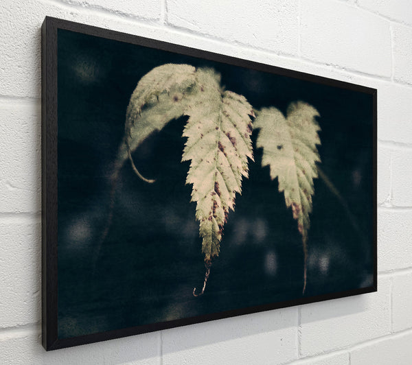 Olive Green Leaves