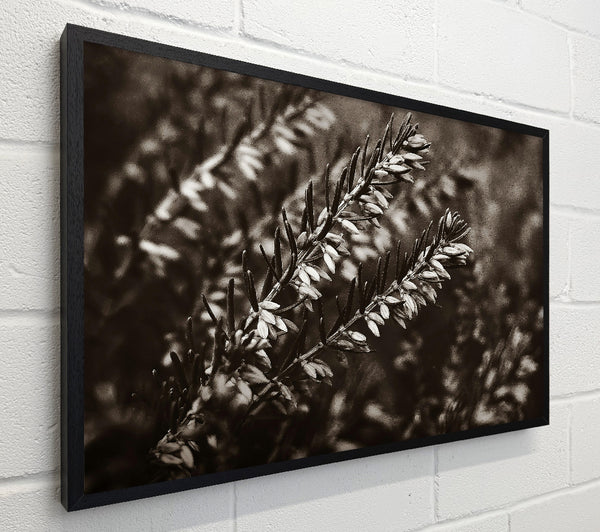 Sepia Branch Blooms
