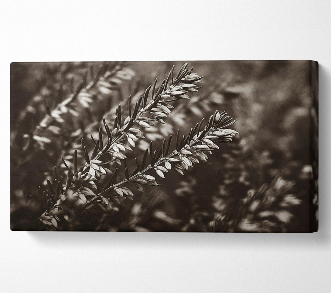  A Canvas Print of Sepia Branch Blooms Canvas Art