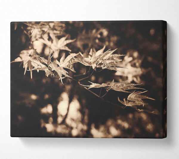  A Canvas Print of Golden Leaf Shadows Canvas Art