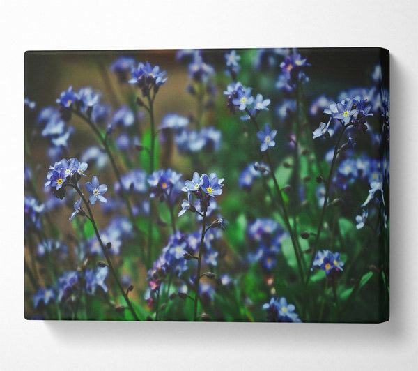  A Canvas Print of Blue Forget-Me-Nots Canvas Print