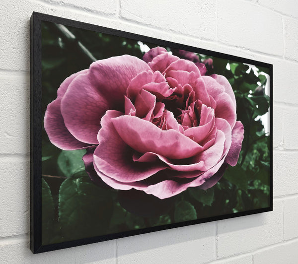 Faded Pink Rose Bloom