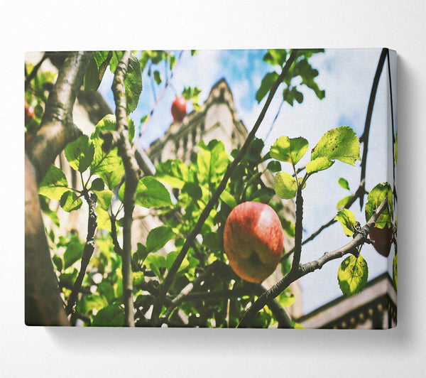  A Canvas Print of Crimson Apple & Stone Canvas Art