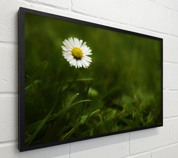 Green Daisy Bloom