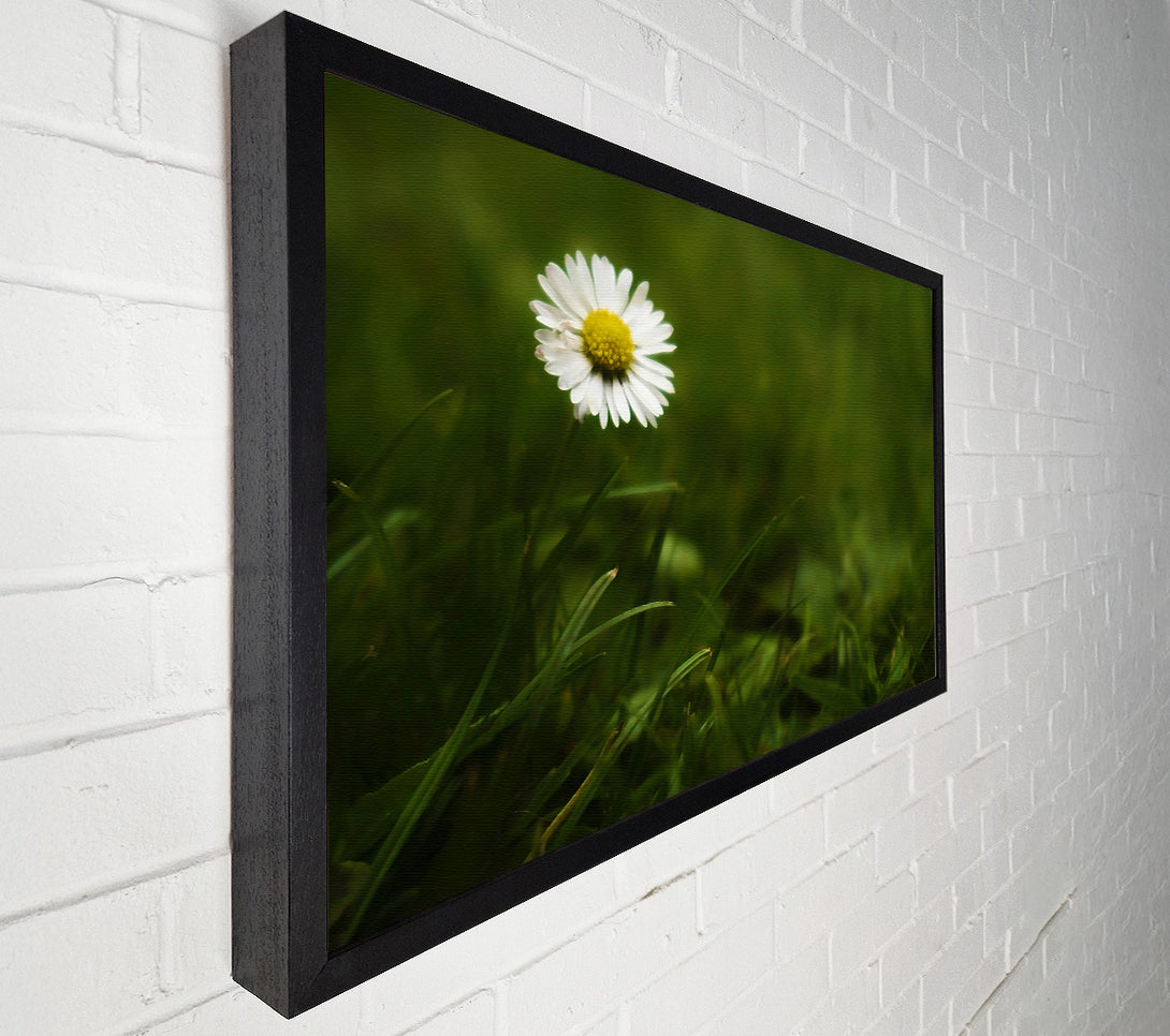 A Canvas Print of Green Daisy Bloom Canvas Print