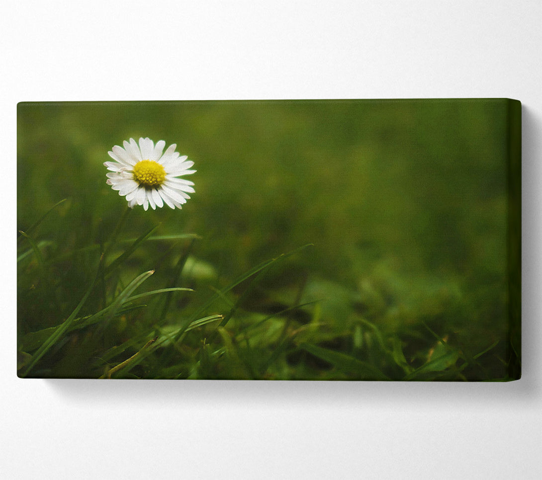  A Canvas Print of Green Daisy Bloom Canvas Print