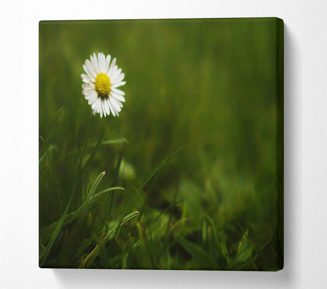  A Canvas Print of Green Daisy Bloom Canvas Print