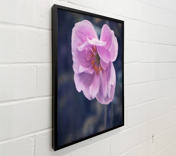 The Pale Pink Bloom