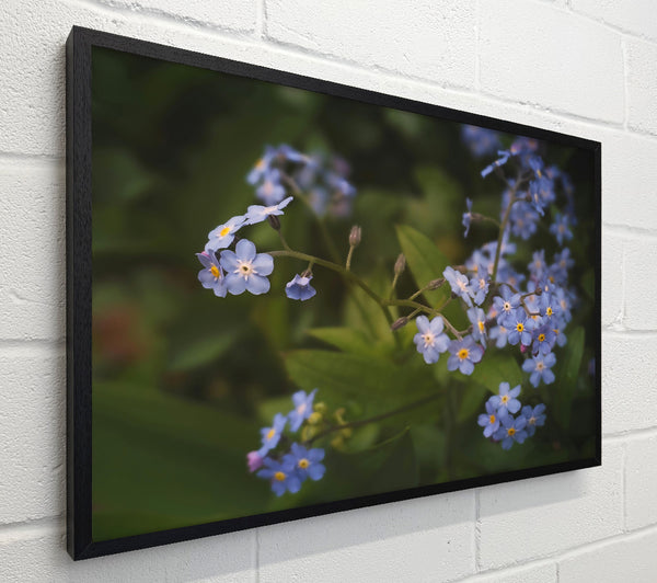 Blue Forget-Me-Nots Bloom