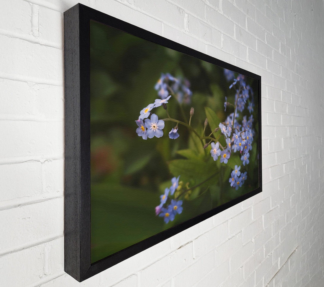  A Canvas Print of Blue Forget-Me-Nots Bloom Canvas Wall Art