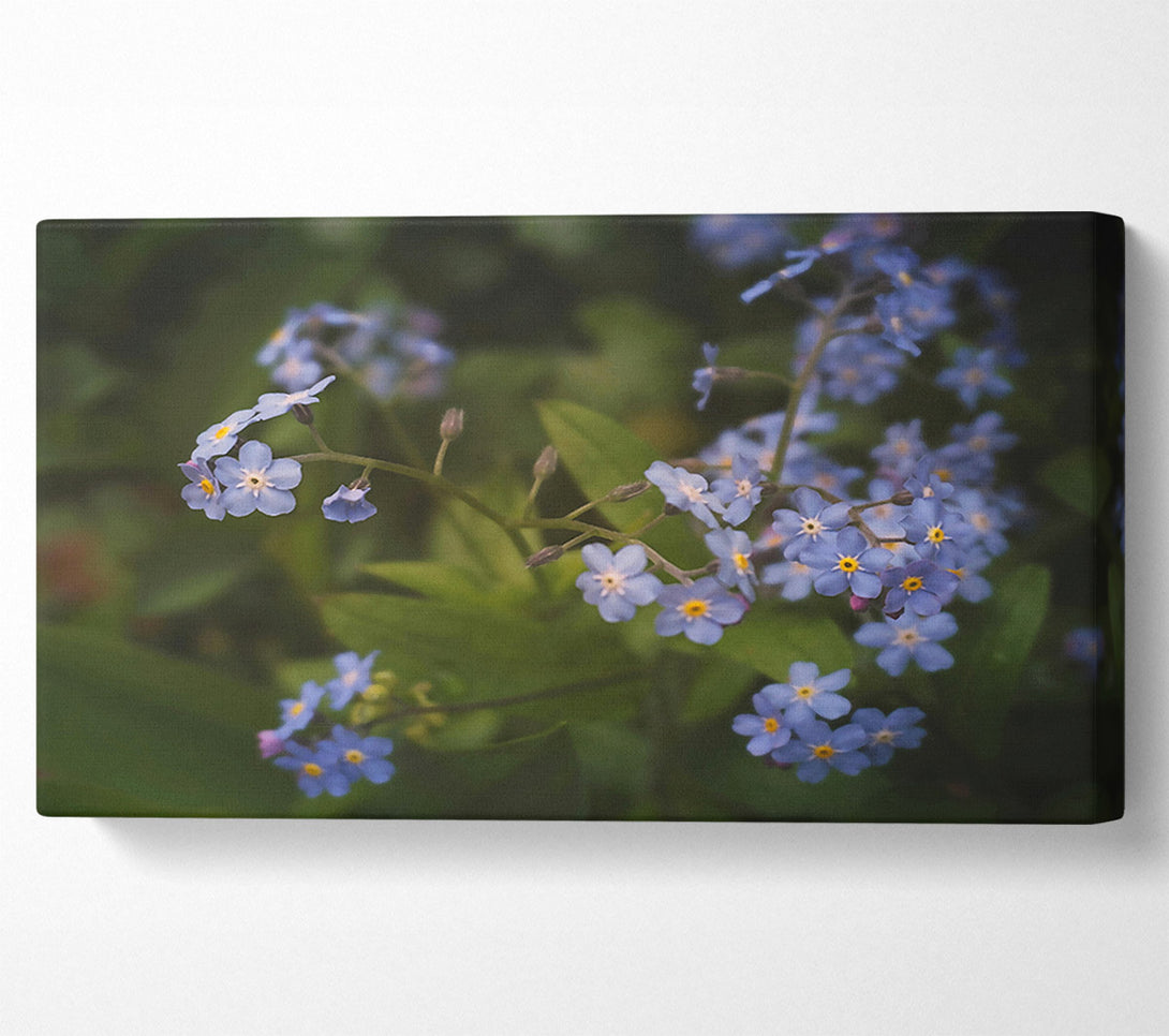  A Canvas Print of Blue Forget-Me-Nots Bloom Canvas Wall Art