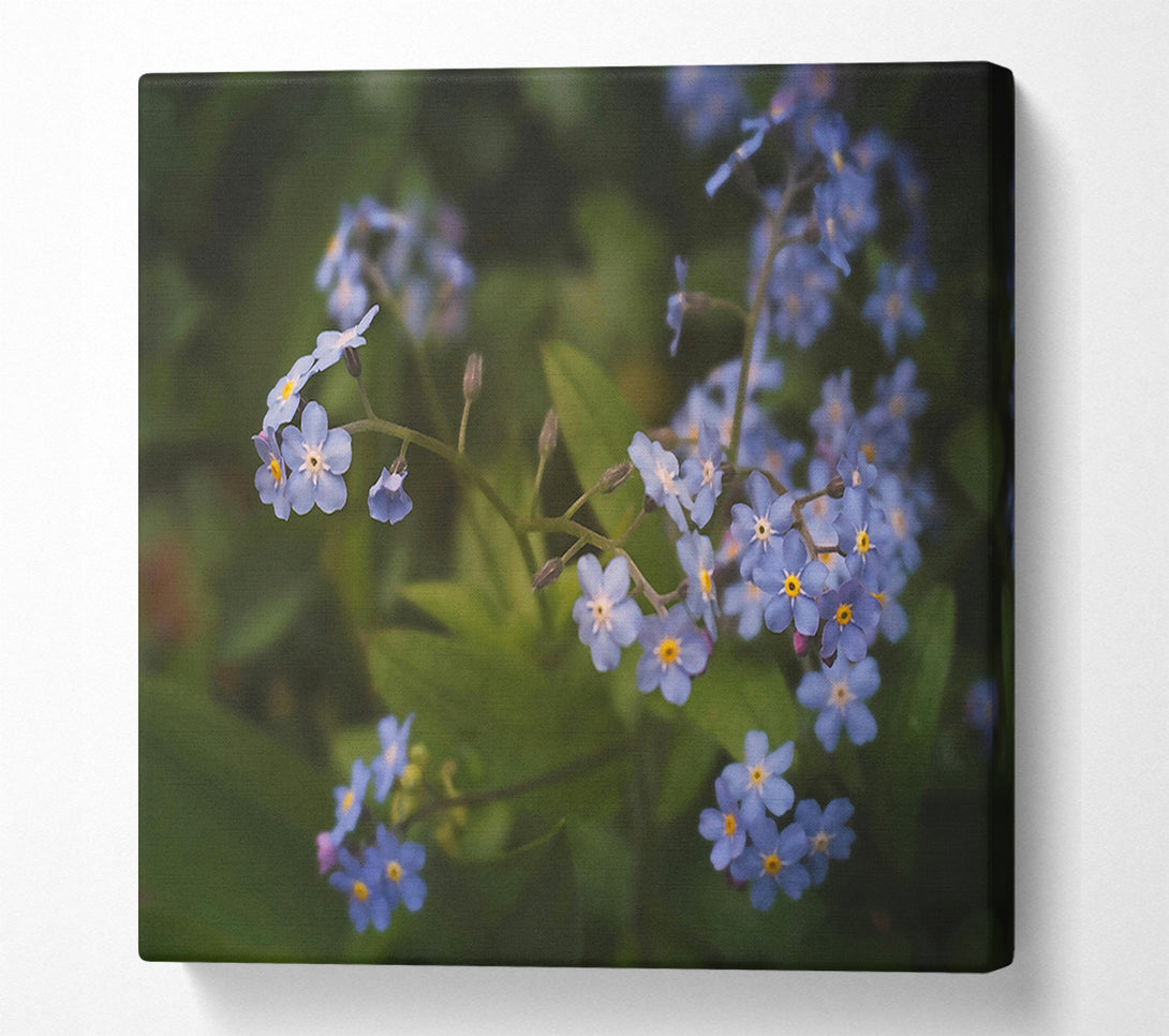  A Canvas Print of Blue Forget-Me-Nots Bloom Canvas Wall Art