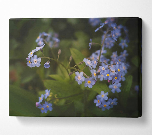  A Canvas Print of Blue Forget-Me-Nots Bloom Canvas Wall Art
