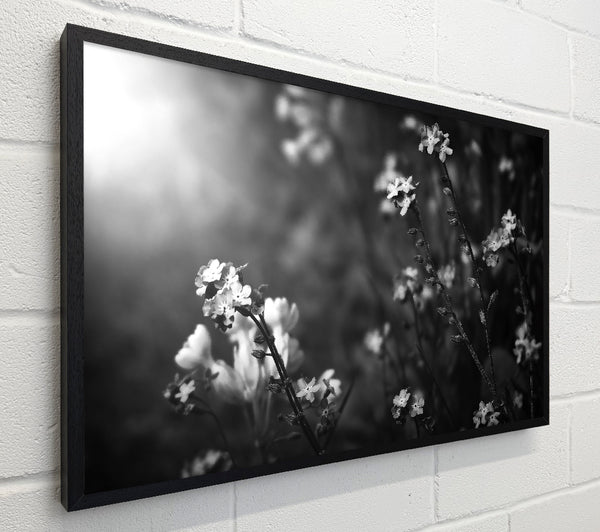 White Blooms In Grey