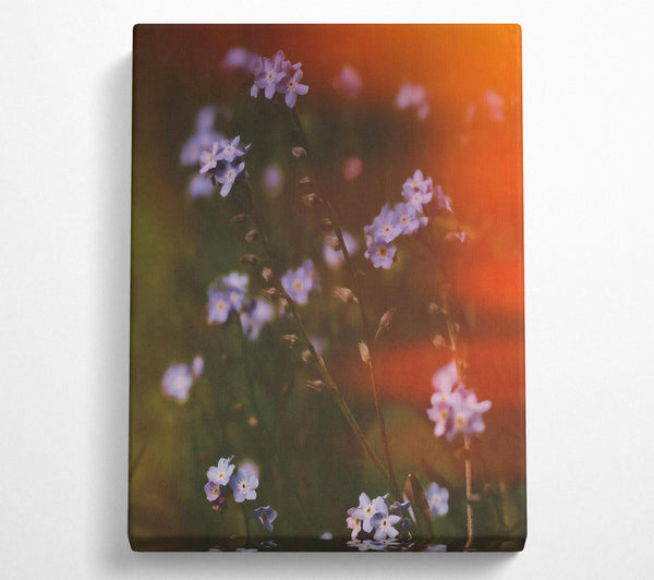 A Canvas Print of Orange Light Forget-Me-Nots Canvas Wall Art