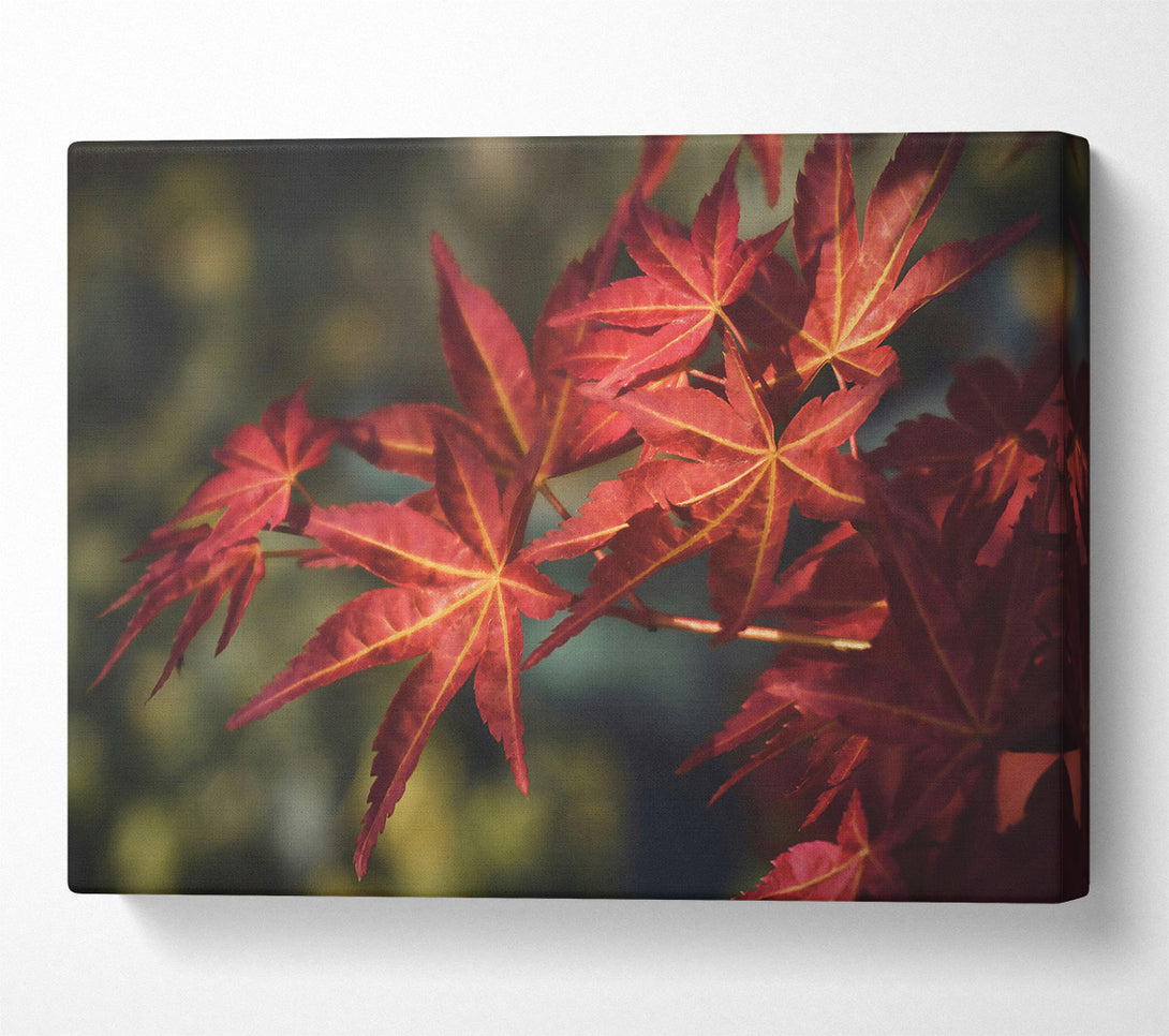  A Canvas Print of Crimson Autumn Leaves Canvas Wall Art