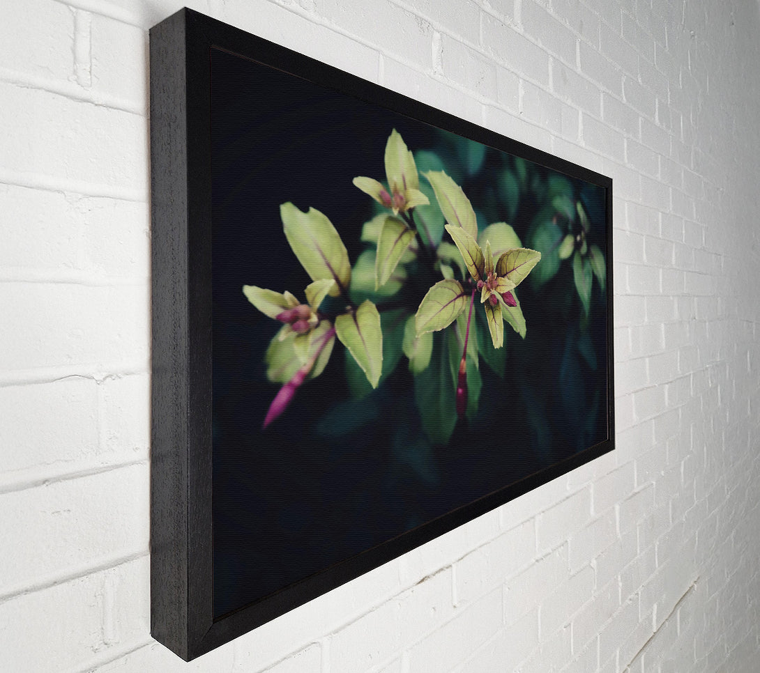  A Canvas Print of Green Buds Emerging Canvas Art