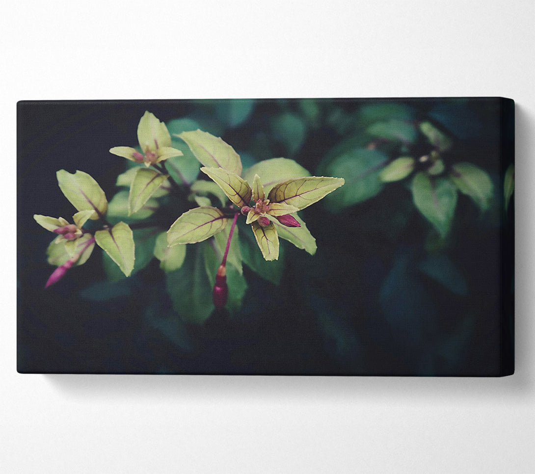  A Canvas Print of Green Buds Emerging Canvas Art