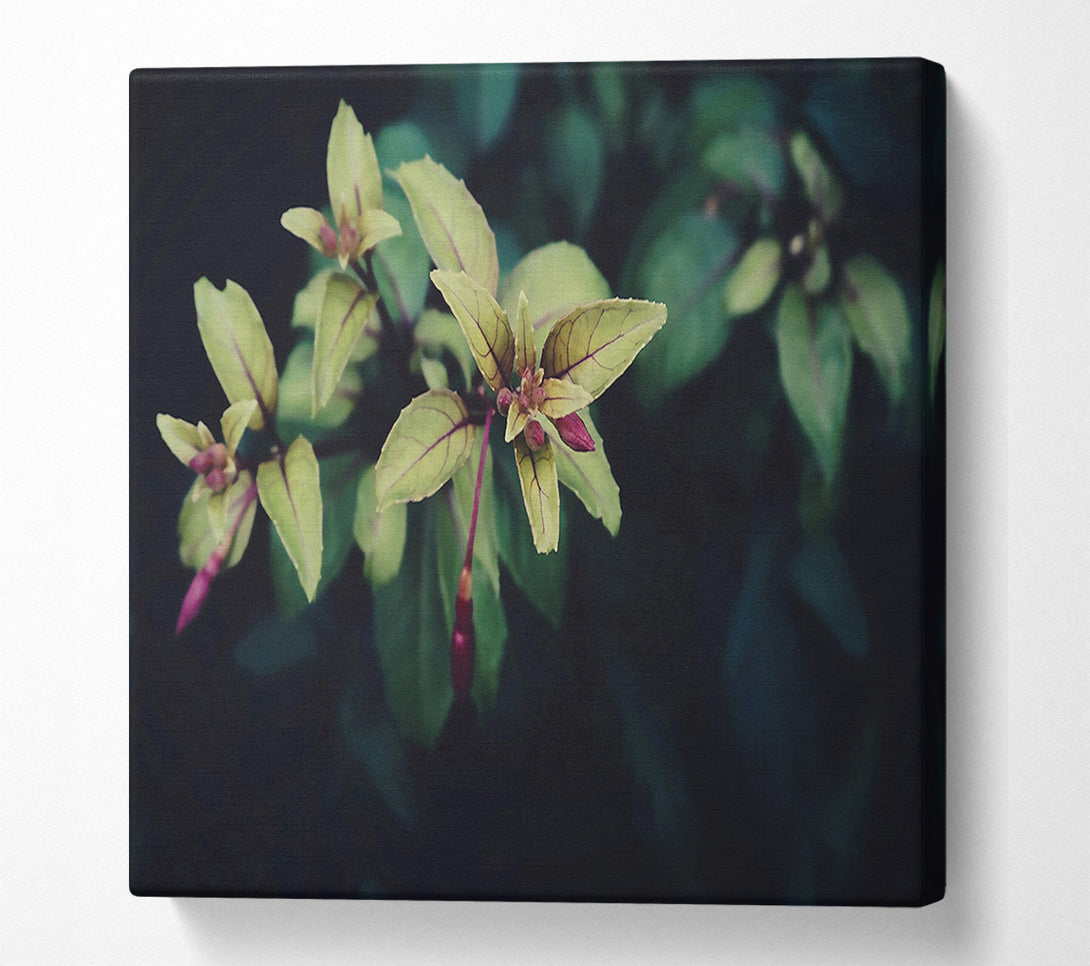  A Canvas Print of Green Buds Emerging Canvas Art