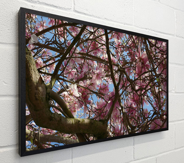 Pink Blossoms Canopy
