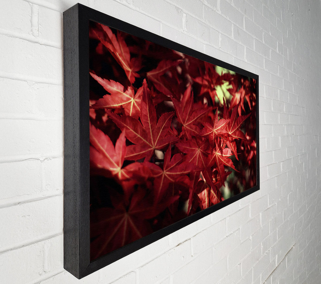  A Canvas Print of Crimson Maple Embrace Canvas Print