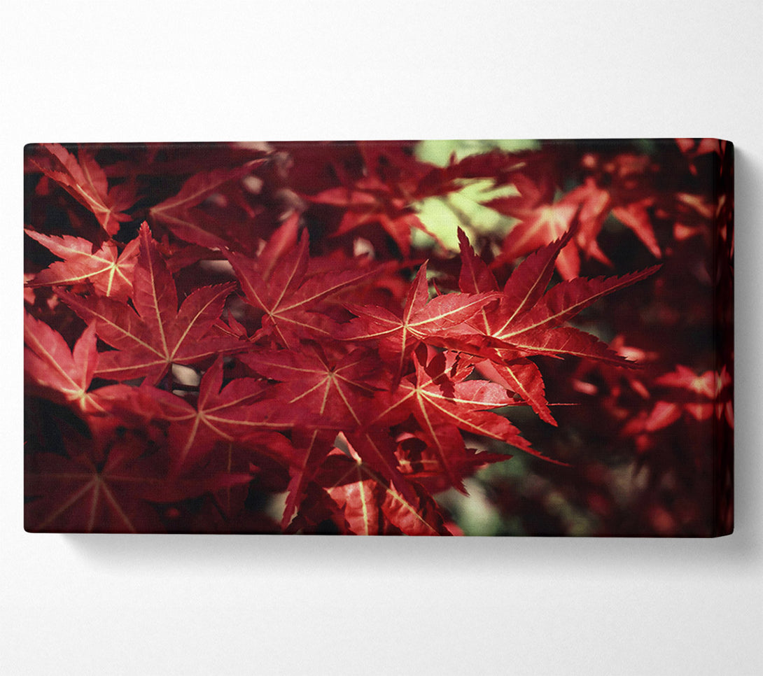  A Canvas Print of Crimson Maple Embrace Canvas Print