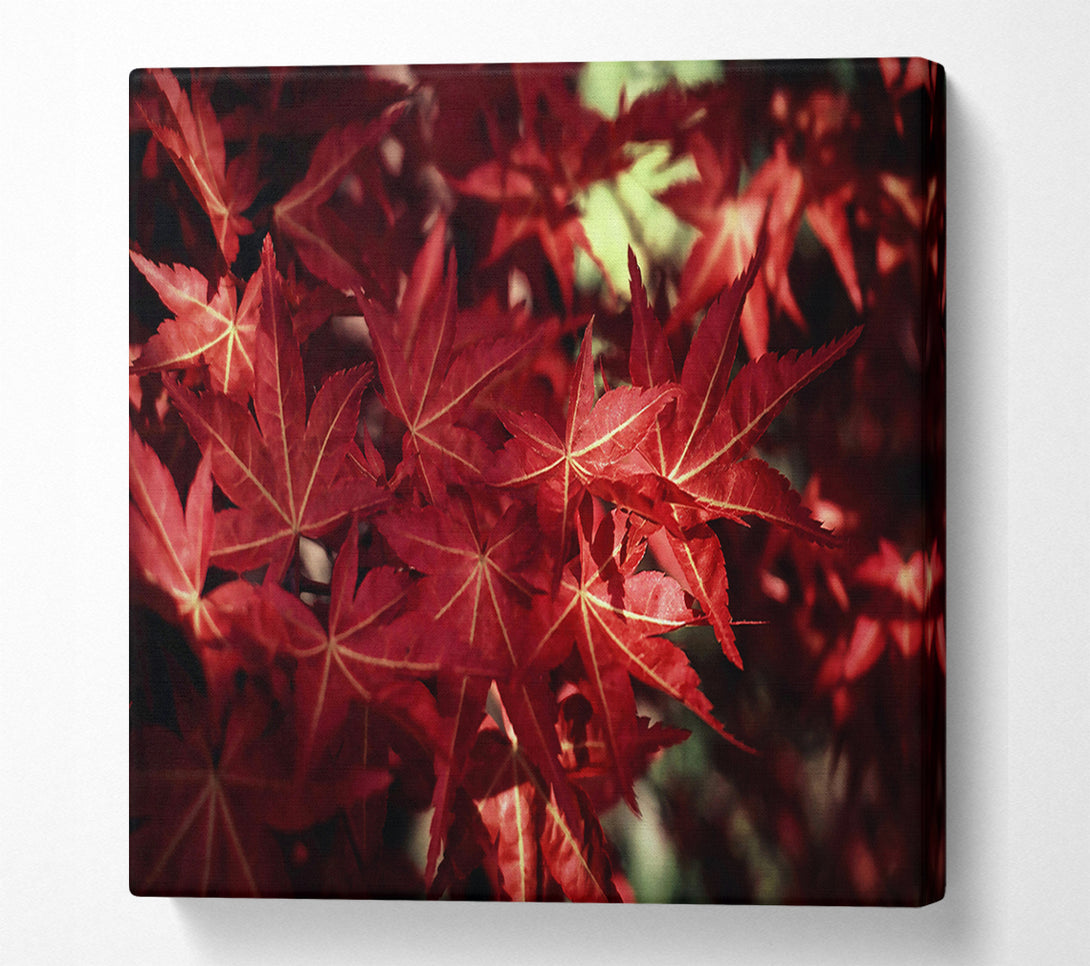  A Canvas Print of Crimson Maple Embrace Canvas Print