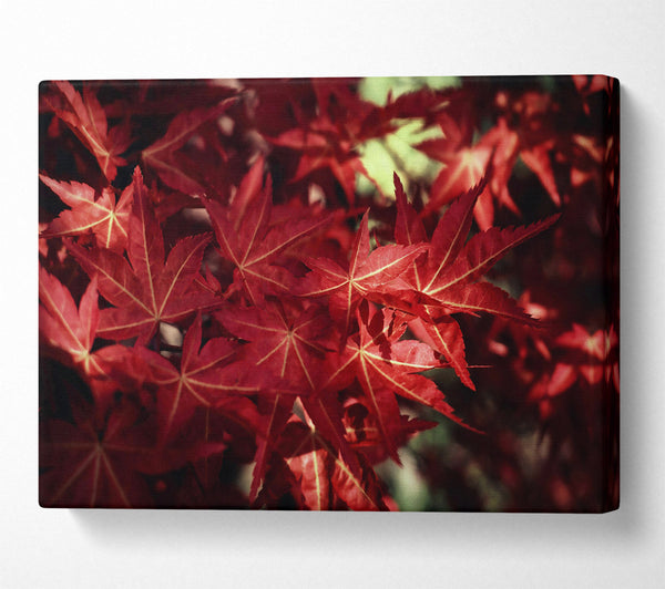  A Canvas Print of Crimson Maple Embrace Canvas Print